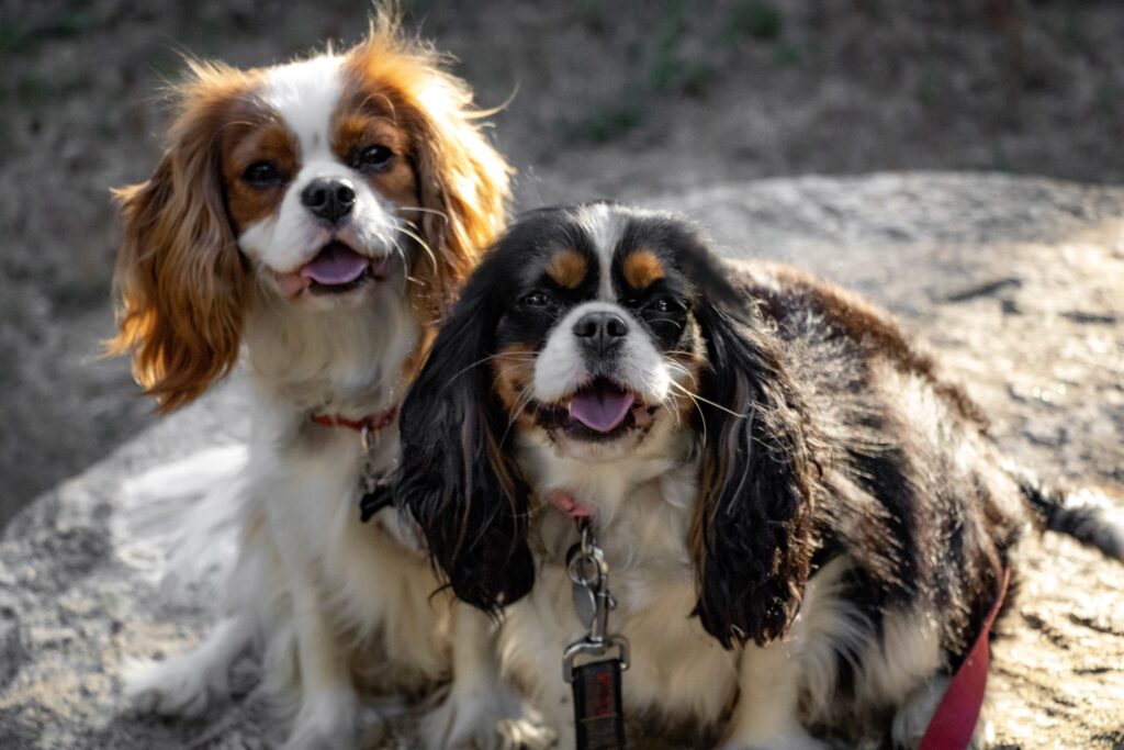Cavalier King Charles Puppies for Sale - Simply Southern Pups